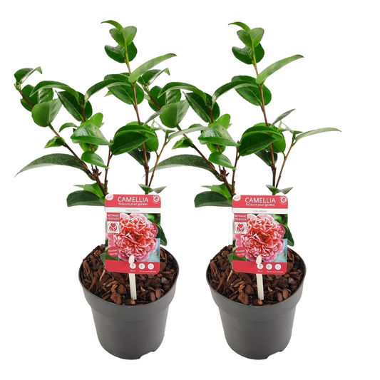 Florastore Japansk Ros - Set Om 2 - Camellia 'Volunteer' - Höjd 25-40Cm - ⌀13Cm
