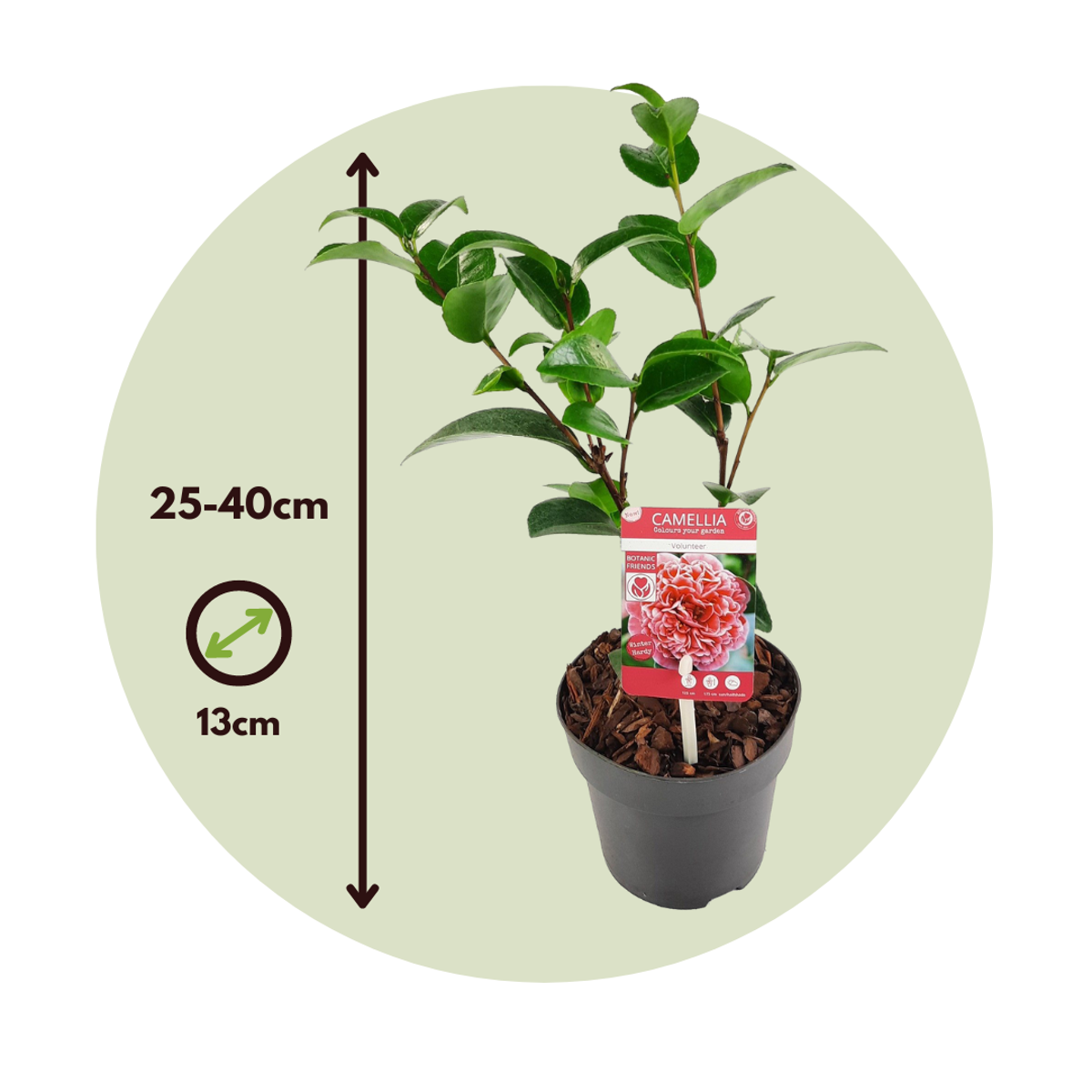 Other Garden Plants Japansk Ros - Set Om 2 - Camellia 'Volunteer' - Höjd 25-40Cm - ⌀13Cm