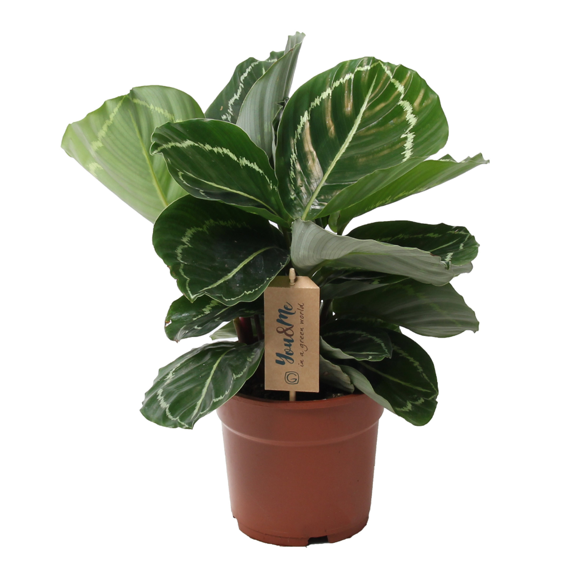 Calathea Påfågelväxt - Kalatea - Calathea 'Julia' - Höjd 35-45Cm - ⌀17Cm