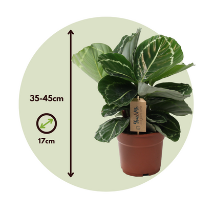 Calathea Påfågelväxt - Kalatea - Calathea 'Julia' - Höjd 35-45Cm - ⌀17Cm