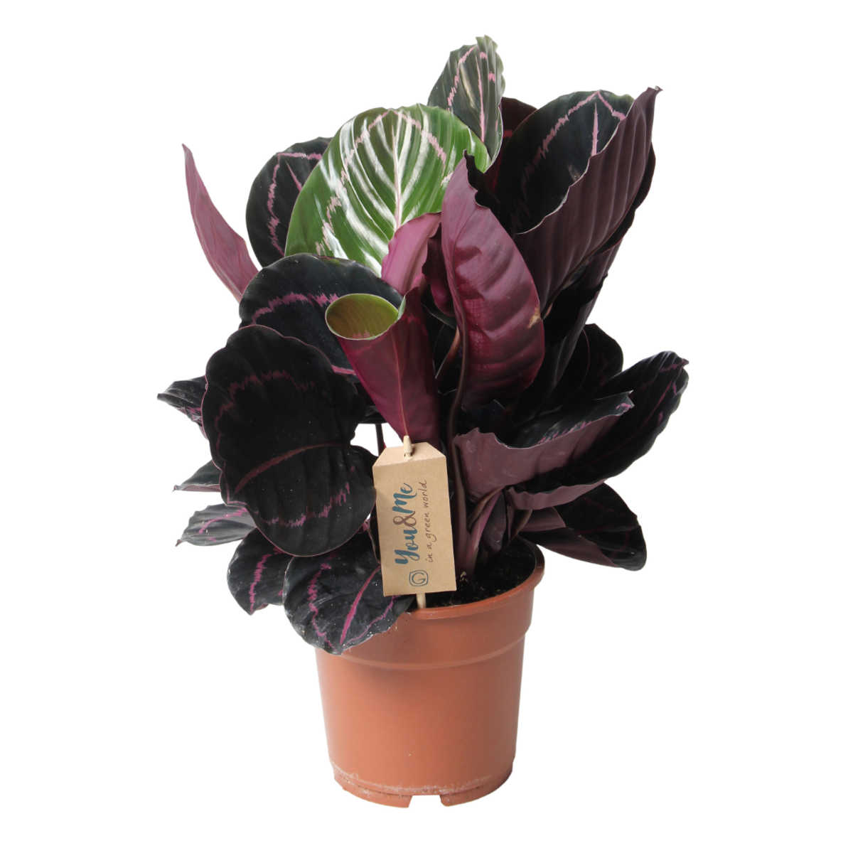Calathea Påfågelväxt - Kalatea - Calathea 'Dottie' - Höjd 30-40Cm - ⌀17Cm