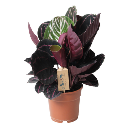 Calathea Påfågelväxt - Kalatea - Calathea 'Dottie' - Höjd 30-40Cm - ⌀17Cm