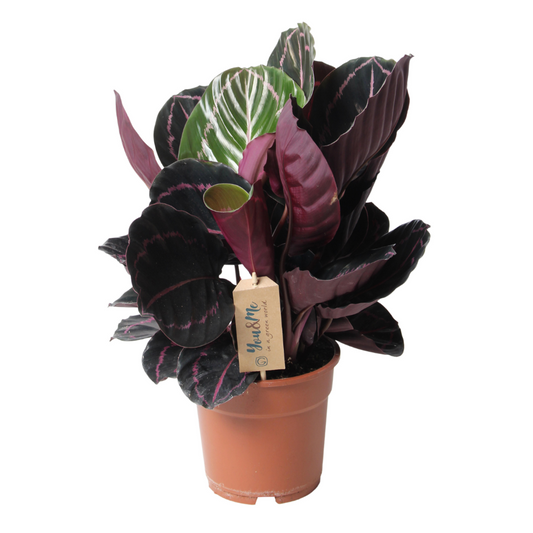 Calathea Påfågelväxt - Kalatea - Calathea 'Dottie' - Höjd 30-40Cm - ⌀17Cm