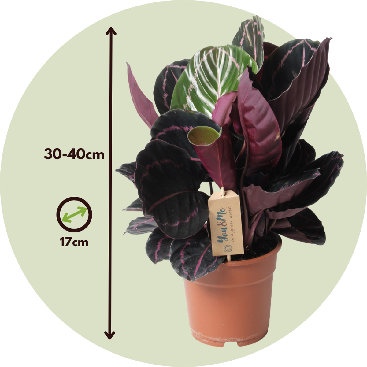 Calathea Påfågelväxt - Kalatea - Calathea 'Dottie' - Höjd 30-40Cm - ⌀17Cm