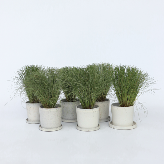 Ornamental Grasses Hirsstarr - Set Om 6 - Carex 'Amazon Mist' - Höjd 15-25Cm - ⌀10,5Cm
