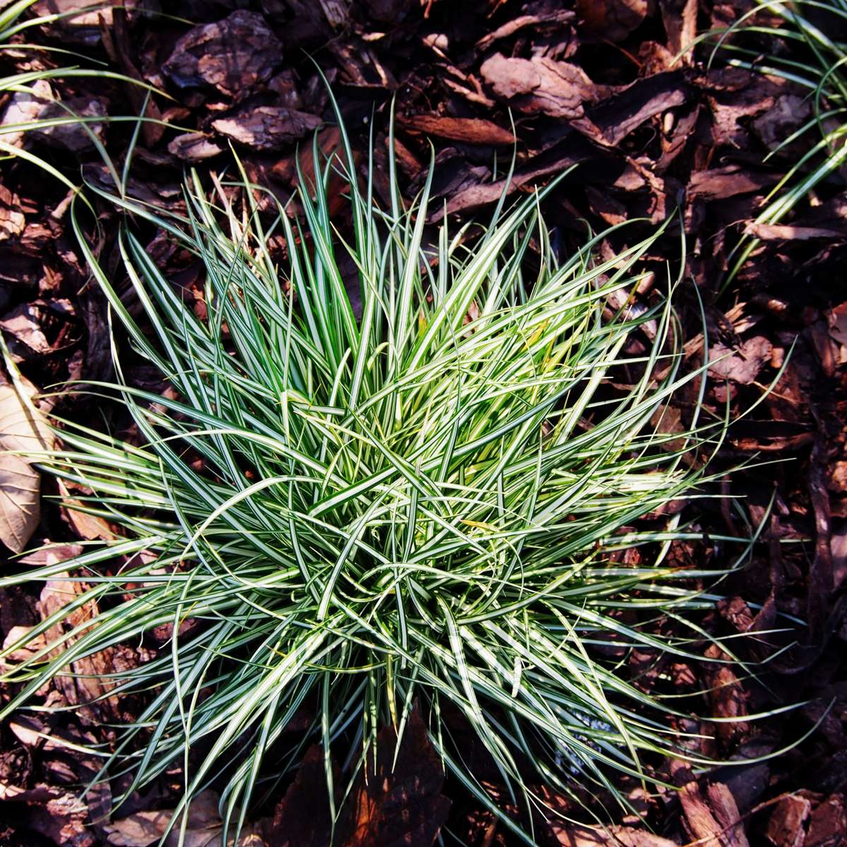Ornamental Grasses Hirsstarr - Set Om 6 - Carex 'Amazon Mist' - Höjd 15-25Cm - ⌀10,5Cm
