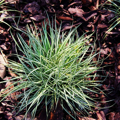 Ornamental Grasses Hirsstarr - Set Om 6 - Carex 'Amazon Mist' - Höjd 15-25Cm - ⌀10,5Cm