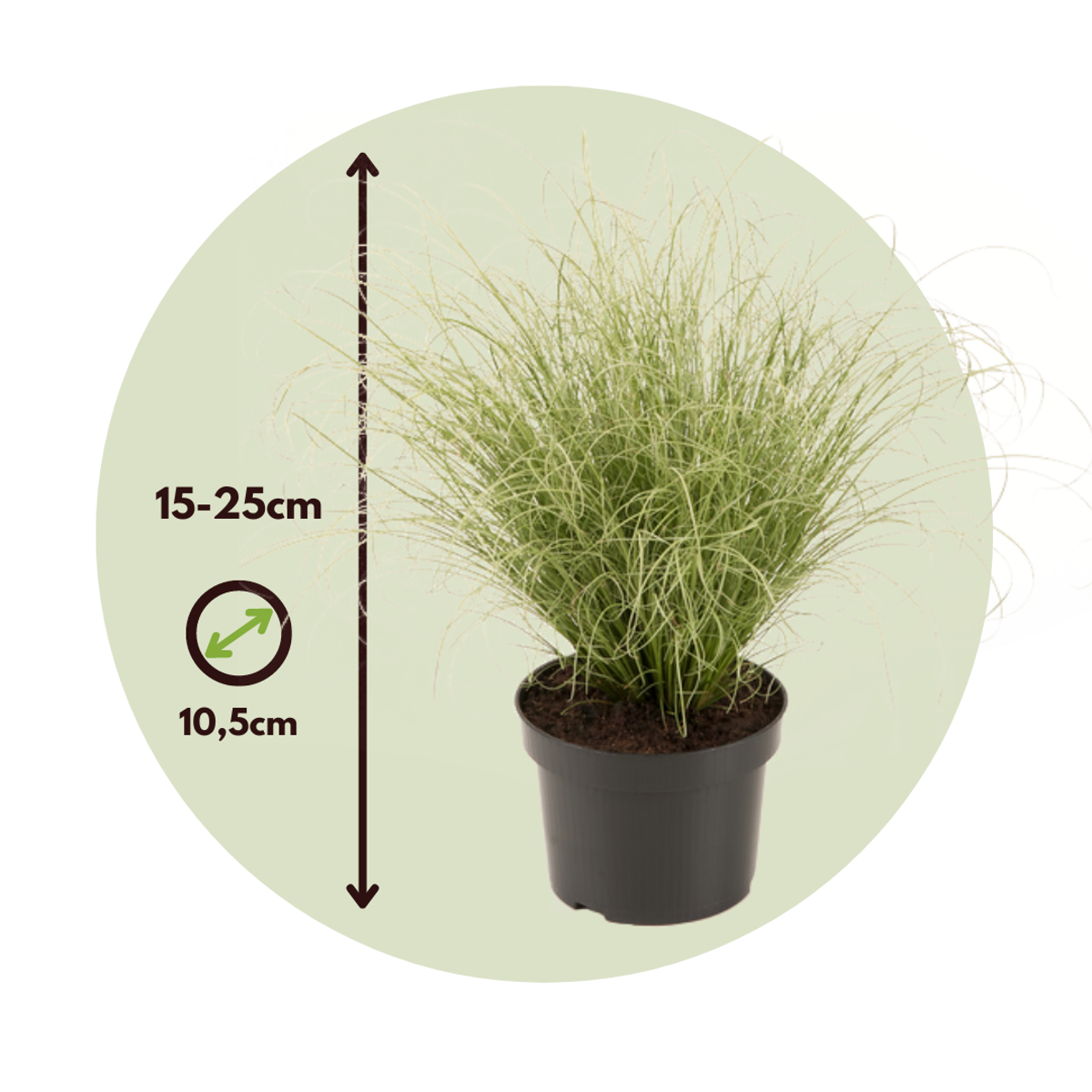 Ornamental Grasses Hirsstarr - Set Om 6 - Carex 'Amazon Mist' - Höjd 15-25Cm - ⌀10,5Cm