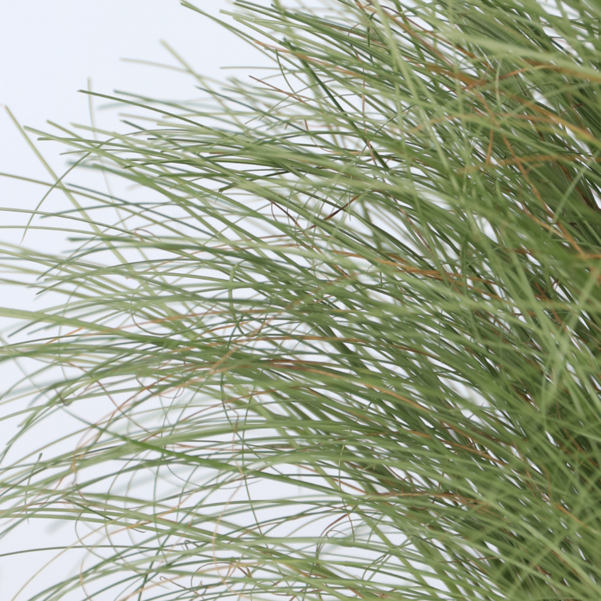 Ornamental Grasses Hirsstarr - Set Om 6 - Carex 'Amazon Mist' - Höjd 15-25Cm - ⌀10,5Cm