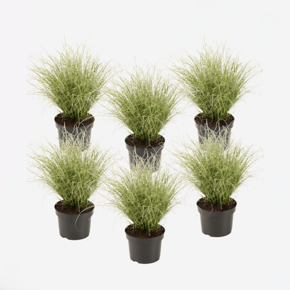 Ornamental Grasses Hirsstarr - Set Om 6 - Carex 'Amazon Mist' - Höjd 15-25Cm - ⌀10,5Cm