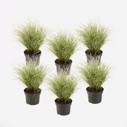 Ornamental Grasses Hirsstarr - Set Om 6 - Carex 'Amazon Mist' - Höjd 15-25Cm - ⌀10,5Cm