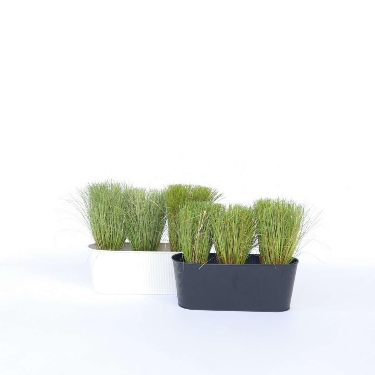 Florastore Hirsstarr - Set Om 6 - Carex 'Amazon Mist' - Höjd 15-25Cm - ⌀10,5Cm