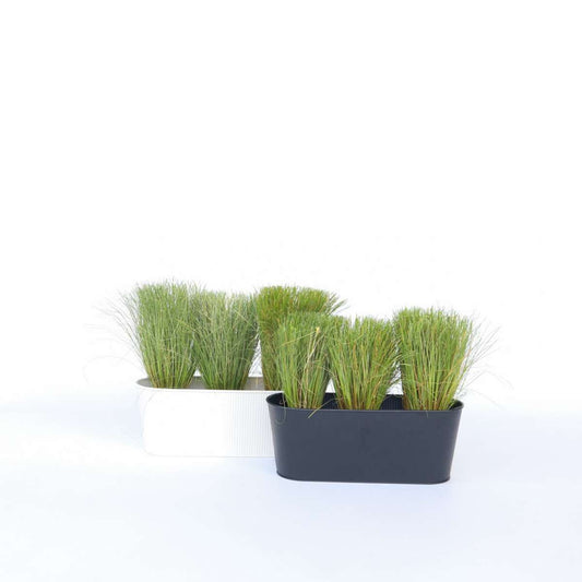 Florastore Hirsstarr - Set Om 6 - Carex 'Amazon Mist' - Höjd 15-25Cm - ⌀10,5Cm