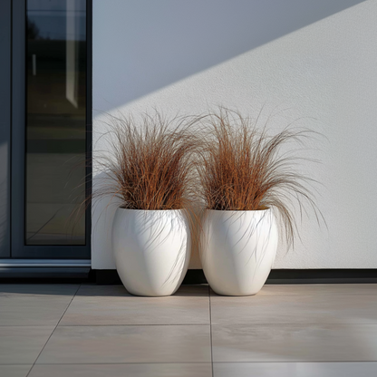 Ornamental Grasses Hirsstarr - Set Om 6 - Carex 'Amazon Mist' - Höjd 15-25Cm - ⌀10,5Cm