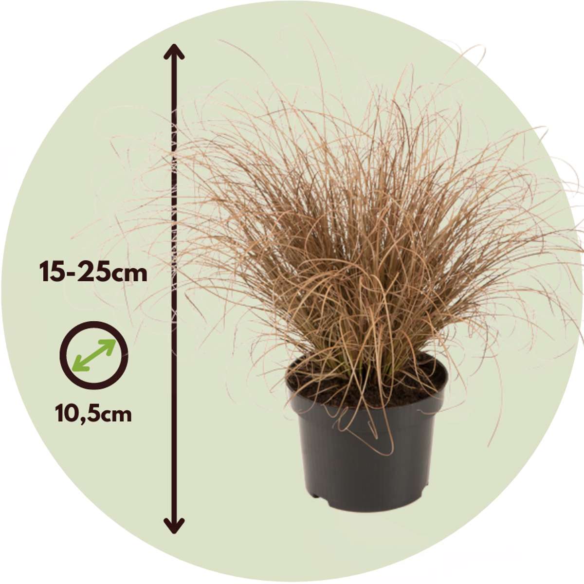 Ornamental Grasses Hirsstarr - Set Om 6 - Carex 'Amazon Mist' - Höjd 15-25Cm - ⌀10,5Cm