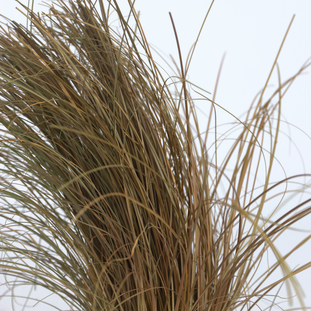 Ornamental Grasses Fjädergräs - Set Om 6 - Stipa, Festuca, Carex - Höjd 15-25Cm - ⌀10,5Cm