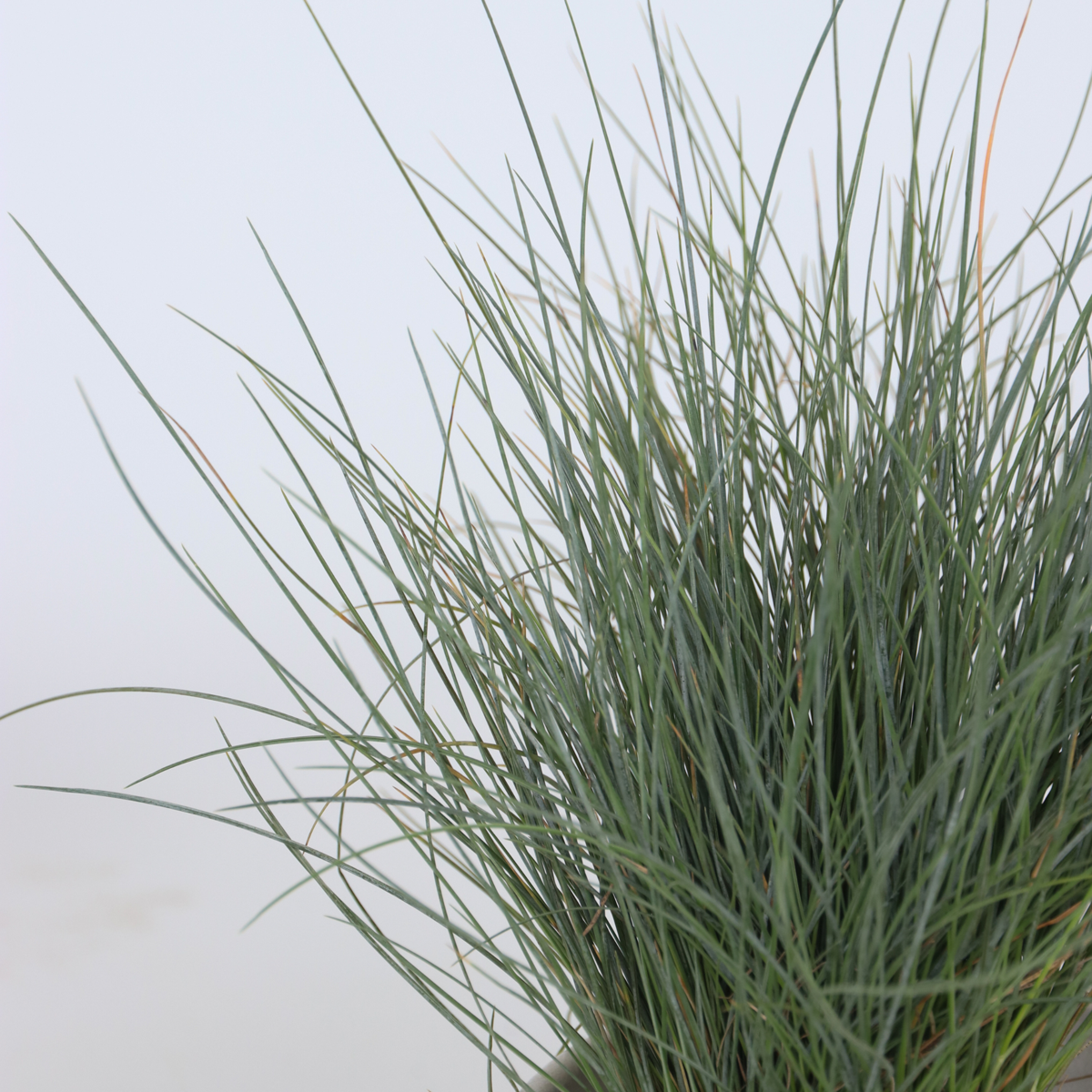 Ornamental Grasses Fjädergräs - Set Om 6 - Stipa, Festuca, Carex - Höjd 15-25Cm - ⌀10,5Cm