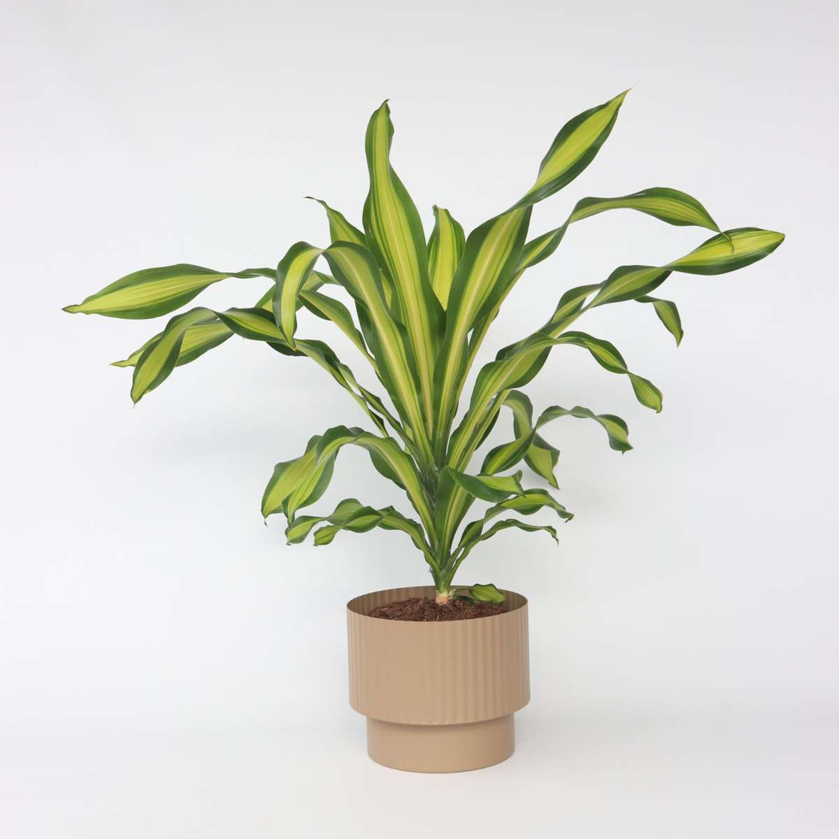 Dracaena Banddracena - Dracaena Fragrans 'Charley' - Höjd 100-110Cm - ⌀24Cm