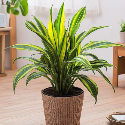 Dracaena Banddracena - Dracaena Fragrans 'Charley' - Höjd 100-110Cm - ⌀24Cm