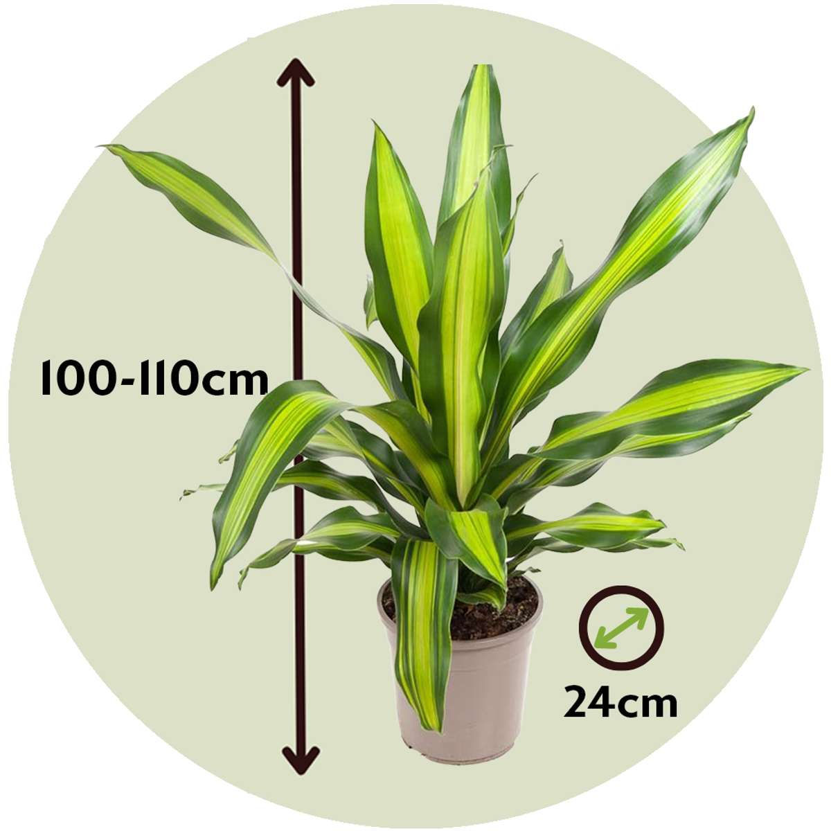 Dracaena Banddracena - Dracaena Fragrans 'Charley' - Höjd 100-110Cm - ⌀24Cm