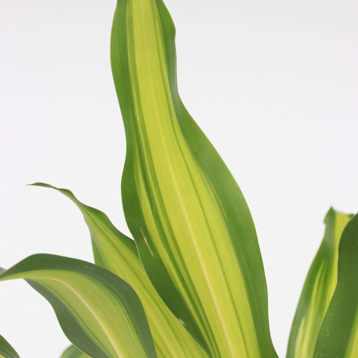 Dracaena Banddracena - Dracaena Fragrans 'Charley' - Höjd 100-110Cm - ⌀24Cm