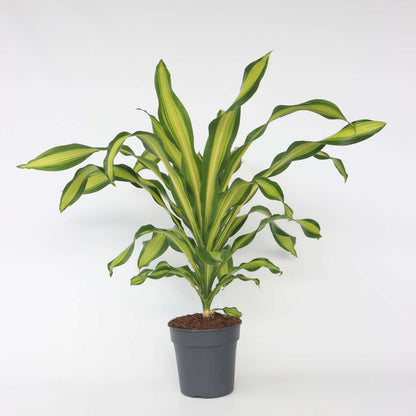 Dracaena Banddracena - Dracaena Fragrans 'Charley' - Höjd 100-110Cm - ⌀24Cm
