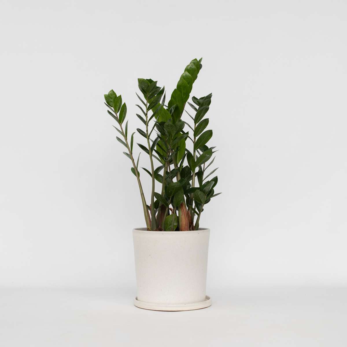 Other Green Houseplants Zamiakalla - Zamioculcas Zamiifolia - Höjd 55-65Cm - ⌀17Cm