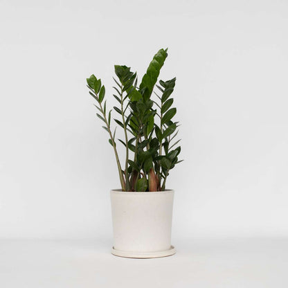 Other Green Houseplants Zamiakalla - Zamioculcas Zamiifolia - Höjd 55-65Cm - ⌀17Cm