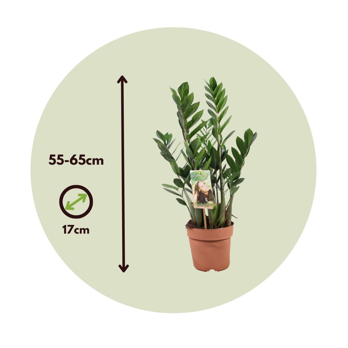 Other Green Houseplants Zamiakalla - Zamioculcas Zamiifolia - Höjd 55-65Cm - ⌀17Cm