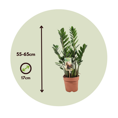Other Green Houseplants Zamiakalla - Zamioculcas Zamiifolia - Höjd 55-65Cm - ⌀17Cm