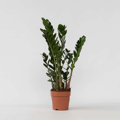 Other Green Houseplants Zamiakalla - Zamioculcas Zamiifolia - Höjd 55-65Cm - ⌀17Cm
