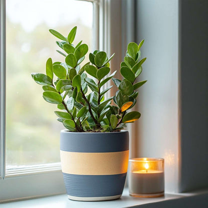 Other Green Houseplants Zamiakalla - Zamioculcas Zamiifolia - Höjd 55-65Cm - ⌀17Cm