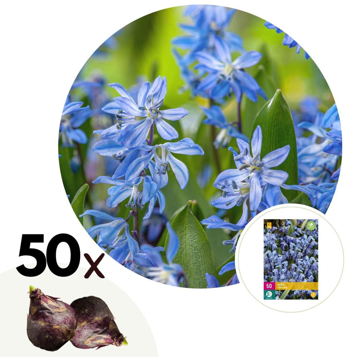 Florastore Stjärnhyacint - Set Om 50 - Scilla Siberica - Blomlökar - Blå
