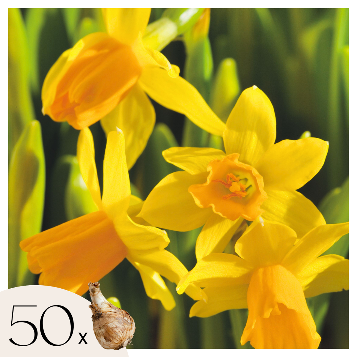 Daffodil Påsklilja - Set Om 50 - Narcissus 'Tête-À-Tête' - Blomlökar - Geel