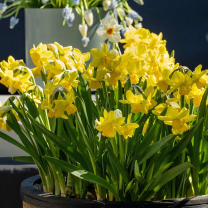 Daffodil Påsklilja - Set Om 50 - Narcissus 'Tête-À-Tête' - Blomlökar - Geel