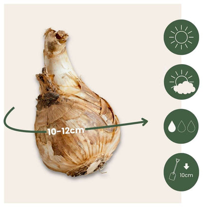 Daffodil Påsklilja - Set Om 50 - Narcissus 'Tête-À-Tête' - Blomlökar - Geel