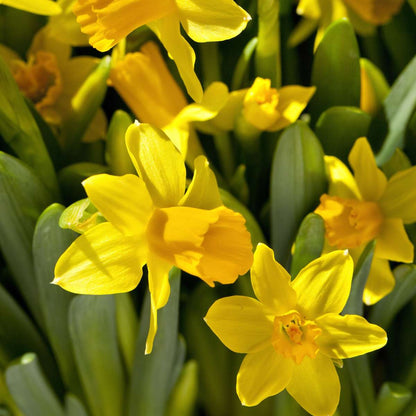 Daffodil Påsklilja - Set Om 50 - Narcissus 'Tête-À-Tête' - Blomlökar - Geel