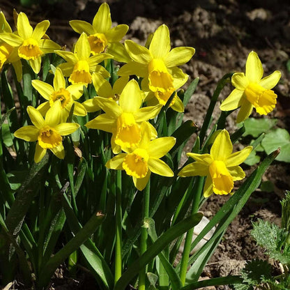 Daffodil Påsklilja - Set Om 50 - Narcissus 'Tête-À-Tête' - Blomlökar - Geel
