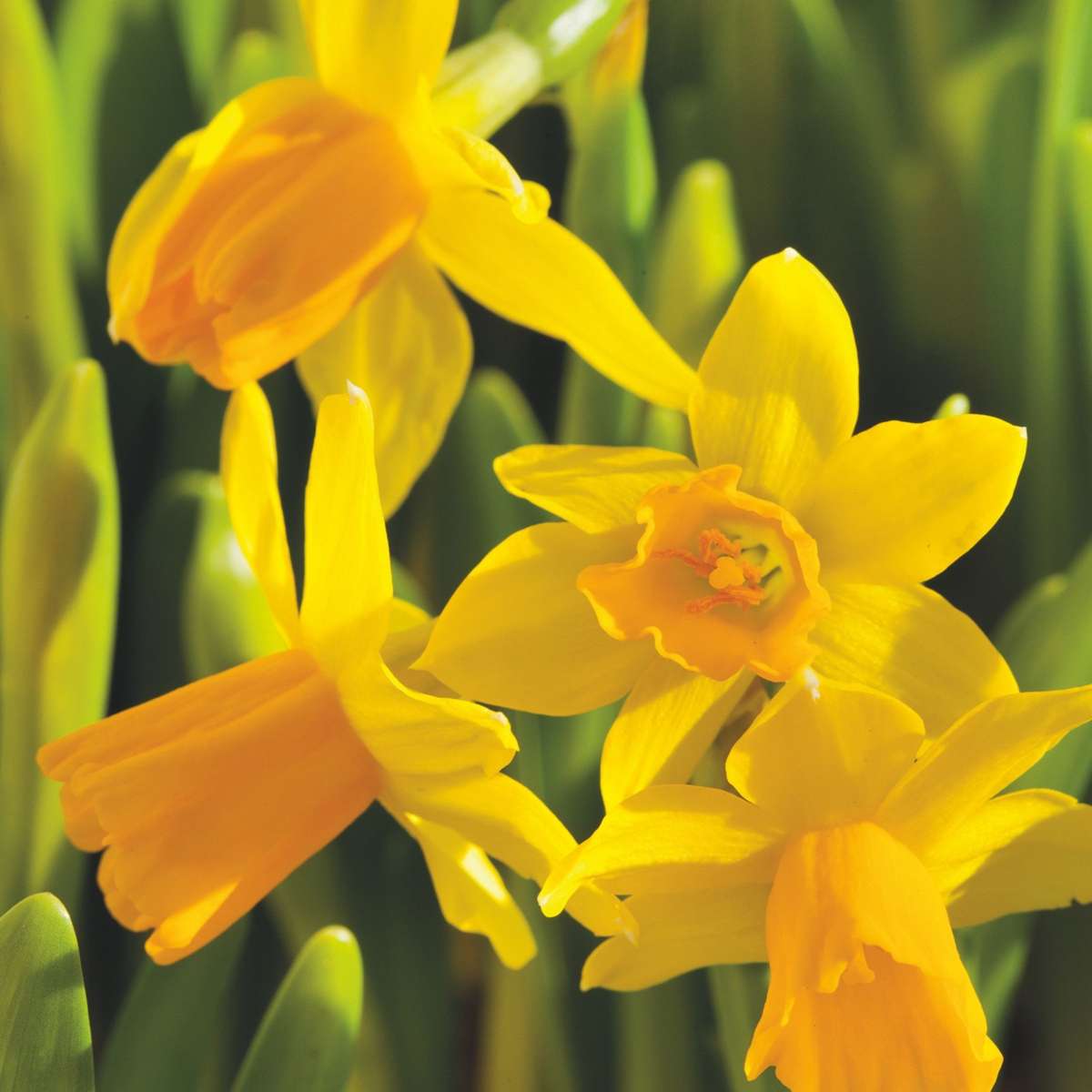Daffodil Påsklilja - Set Om 50 - Narcissus 'Tête-À-Tête' - Blomlökar - Geel