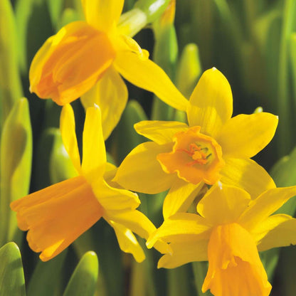 Daffodil Påsklilja - Set Om 50 - Narcissus 'Tête-À-Tête' - Blomlökar - Geel