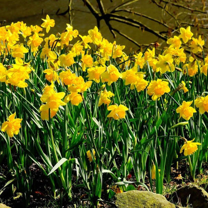 Daffodil Påsklilja - Set Om 50 - Narcissus 'Tête-À-Tête' - Blomlökar - Geel