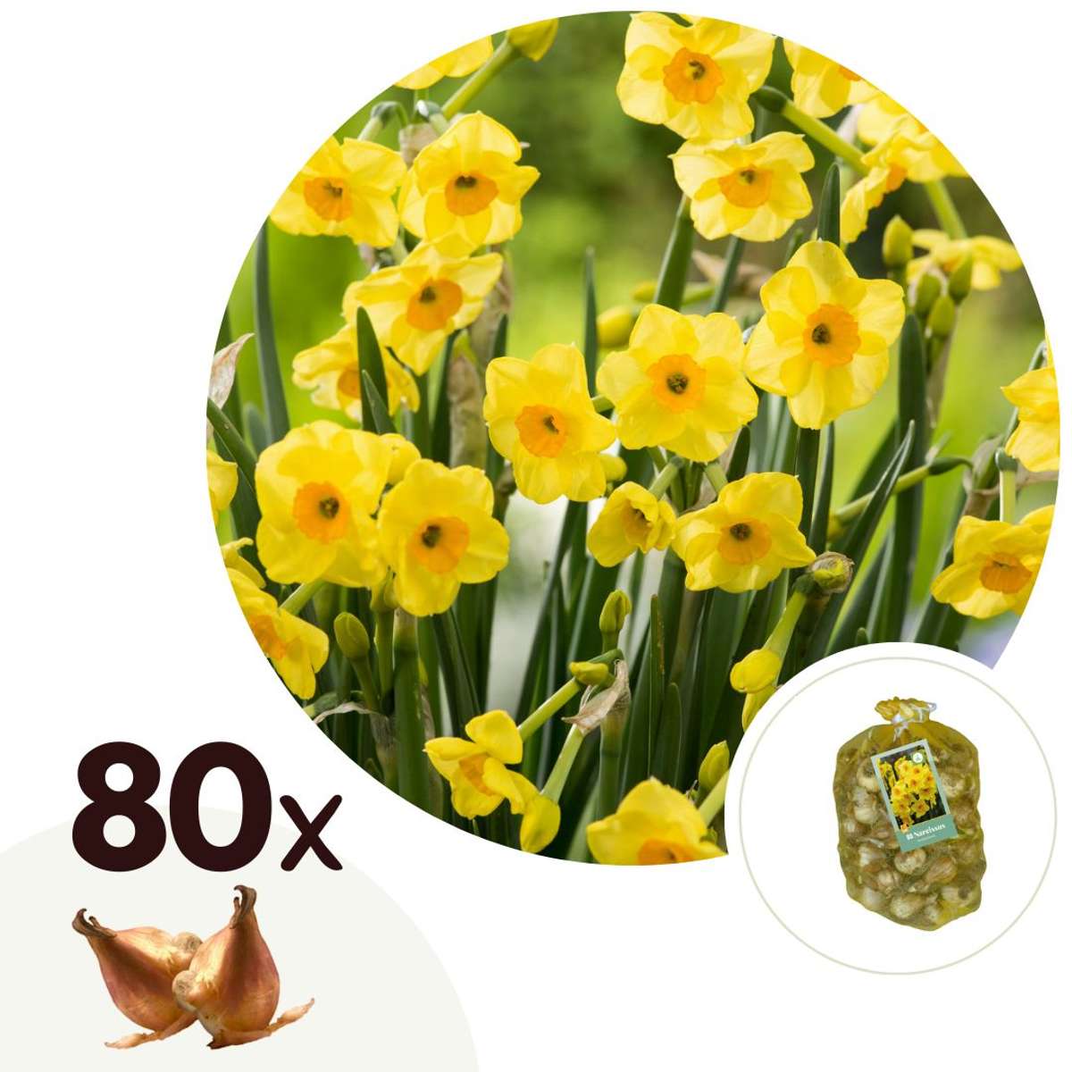 Florastore Påsklilja - Set Om 80 - Narcissus 'Golden Dawn' - Blomlökar - Geel