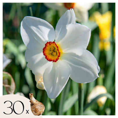 Daffodil Påsklilja - Set Om 30 - Narcissus 'Recurvus' - Blomlökar - Vit