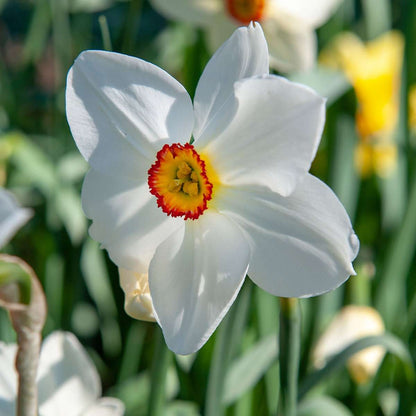Daffodil Påsklilja - Set Om 30 - Narcissus 'Recurvus' - Blomlökar - Vit