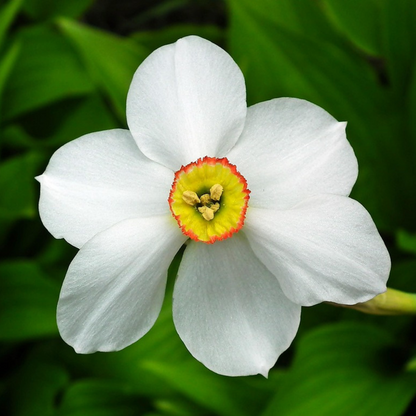 Daffodil Påsklilja - Set Om 30 - Narcissus 'Recurvus' - Blomlökar - Vit