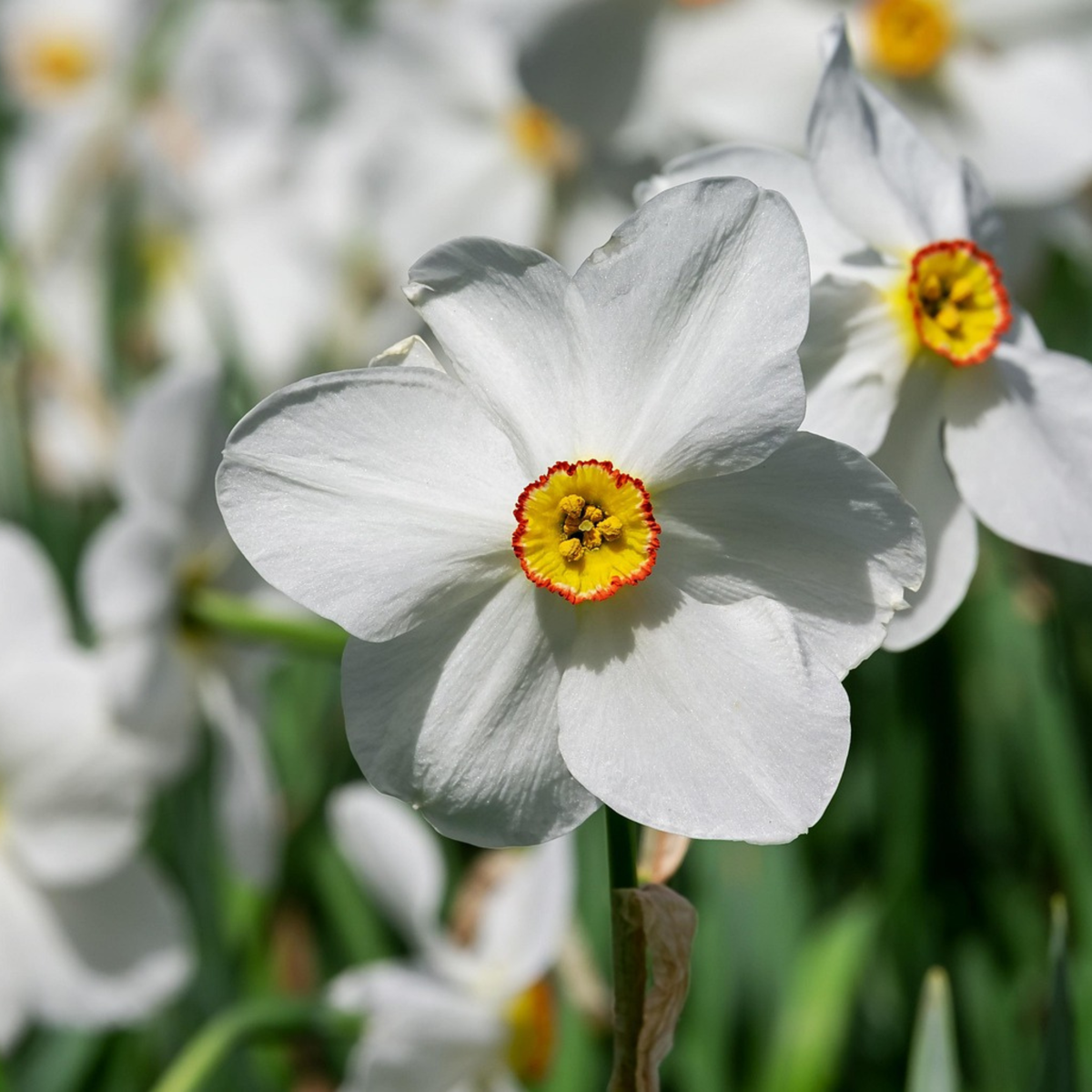 Daffodil Påsklilja - Set Om 30 - Narcissus 'Recurvus' - Blomlökar - Vit