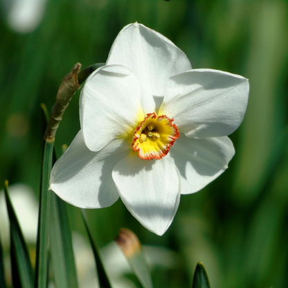 Daffodil Påsklilja - Set Om 30 - Narcissus 'Recurvus' - Blomlökar - Vit