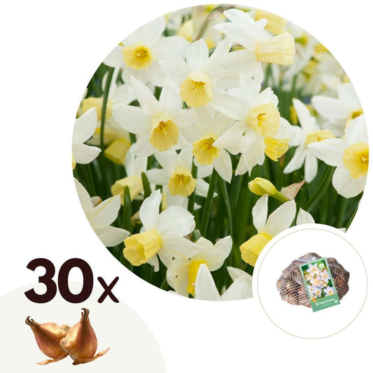 Florastore Påsklilja - Set Om 30 - Narcissus 'Botanical White' - Blomlökar - Geel
