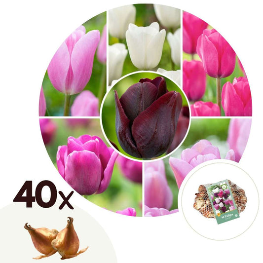 Florastore Tulpanlökar - Set Om 40 - Tulipa 'Pastel' - Blomlökar - Flerfärgad