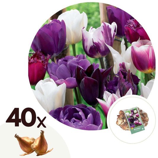 Florastore Tulpanlökar - Set Om 40 - Tulipa 'Blueberry' - Blomlökar - Purpur